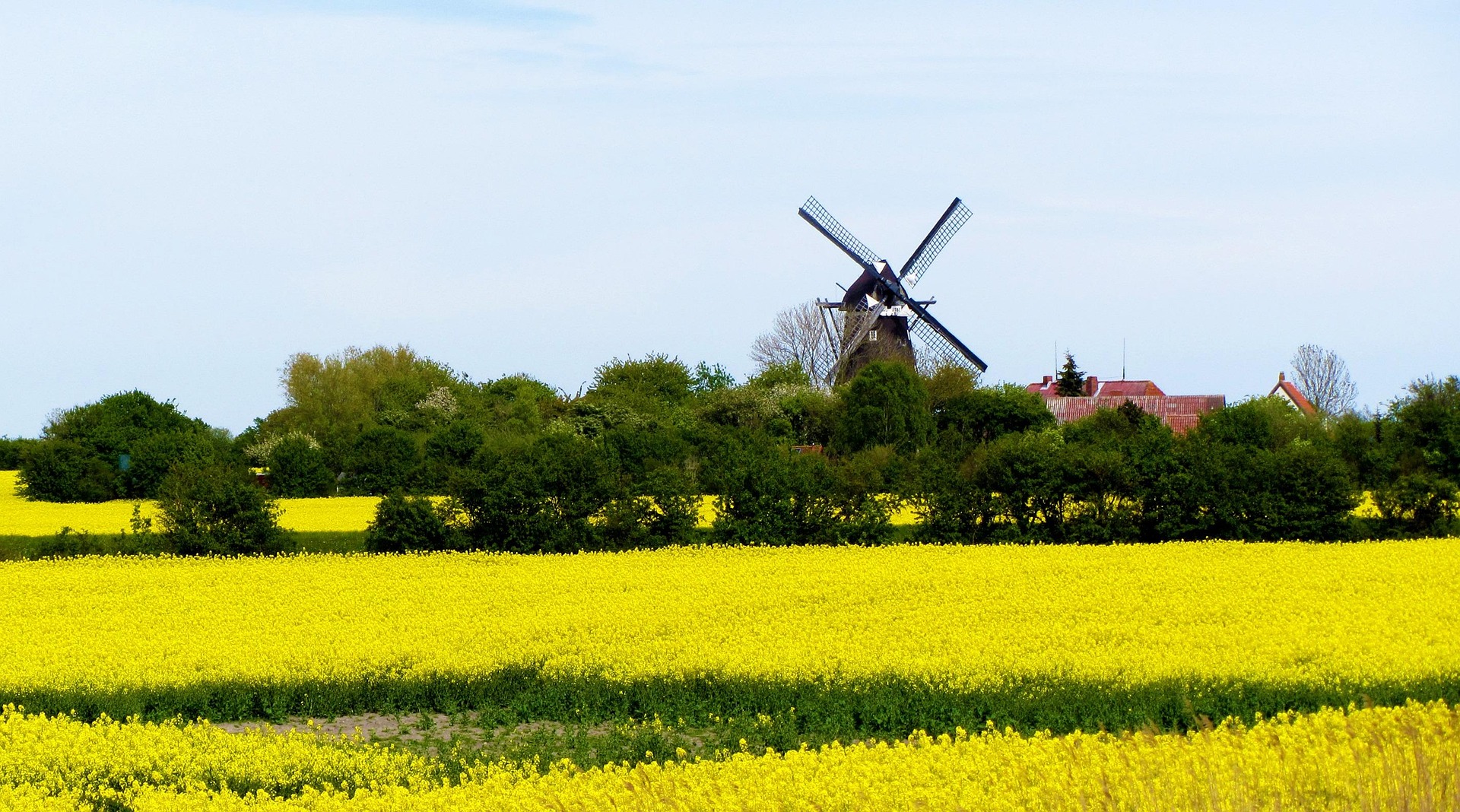 Lemkenhafener Mühle mit Rapsfeld