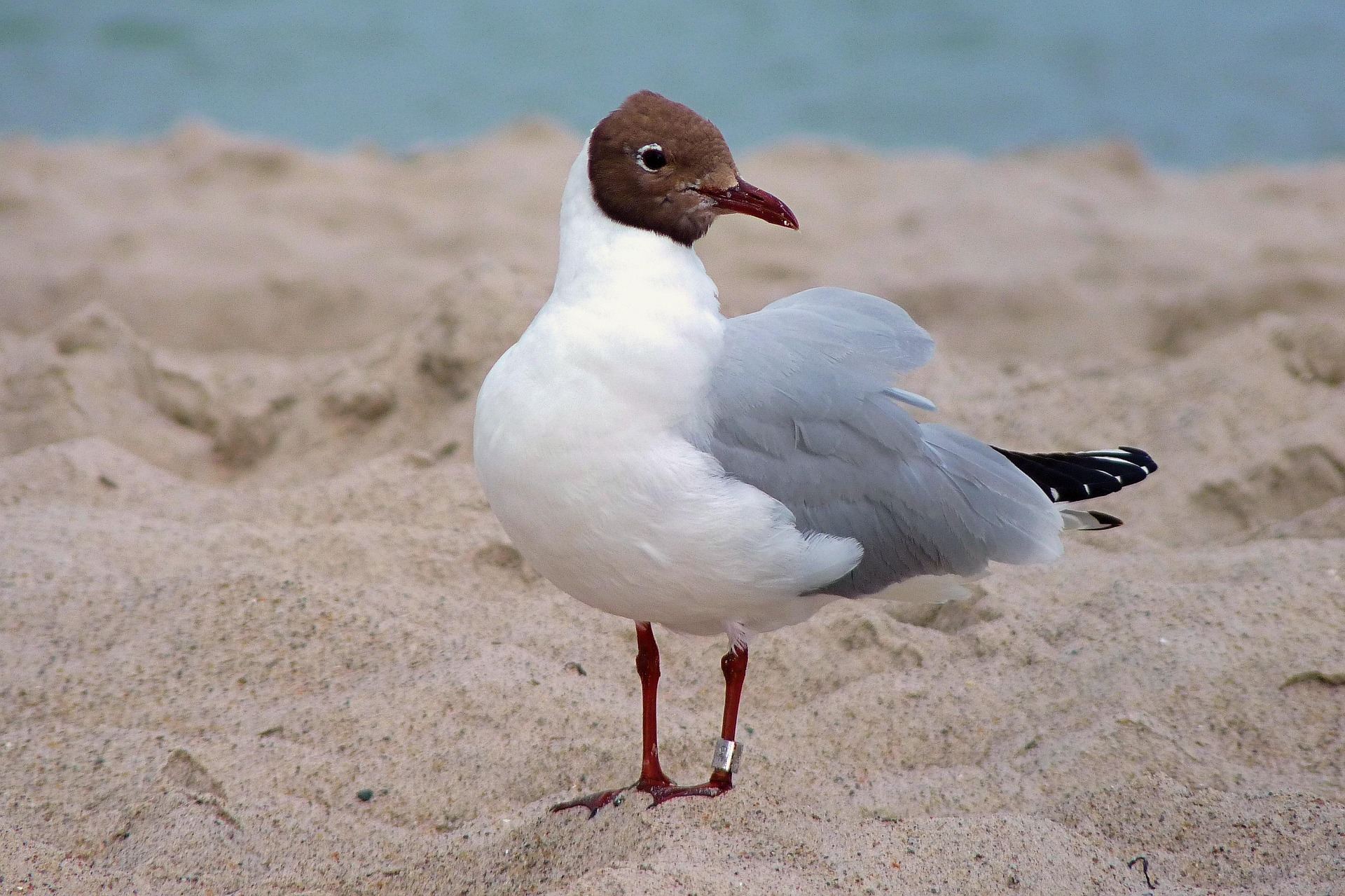 Möwe am Ostseestrand